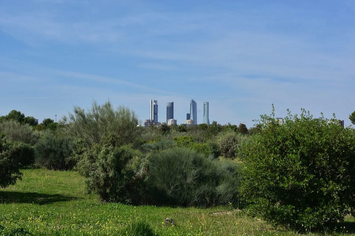 Parque Forestal de Valdebebas-Felipe VI con las Cuatro Torres al fondo